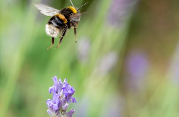 istock Bumblebee on a lavender flower 2008219598