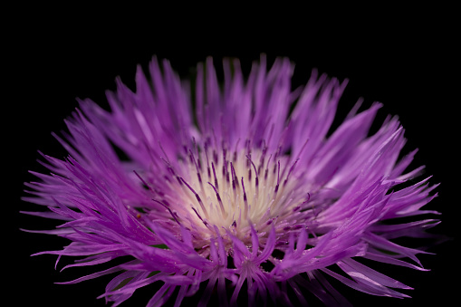 Thistle flower against a black background