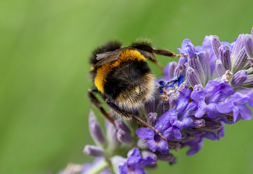 A bumblebee pollinating blue false indigo (baptisia australis) flowers