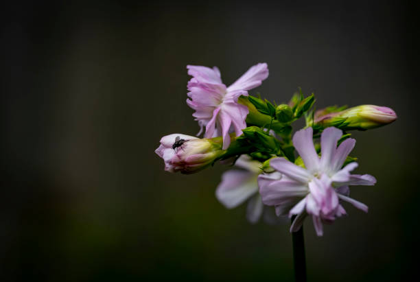 House fly on phlox flower.