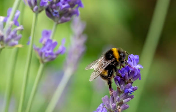 istock Bumblebee on a lavender flower 2008221266