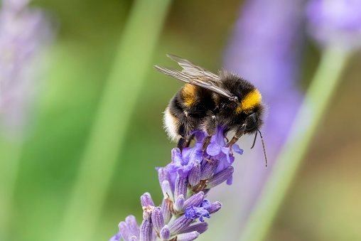 Bumblebee on a lavender flower.