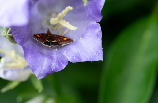 Butterfly on a Campanula flower.