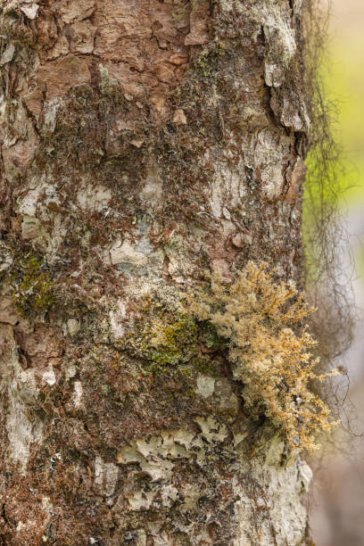 istock Lichens On The Bark Of Tree 2008226525