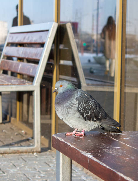 istock The beauty of pigeons 2008231221