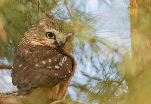 A saw whet owl has its eyes on a dove that was walking on the ground.