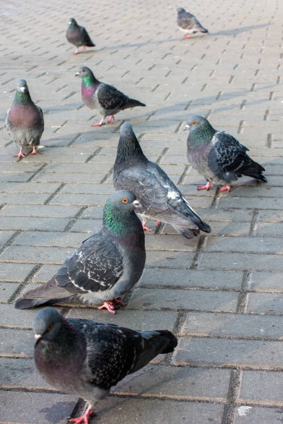 istock The beauty of pigeons 2008238015