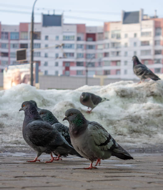 istock The beauty of pigeons 2008238022