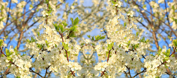 Abstract floral banner,background. Delicate cherry blossoms in the spring garden.Spring arrival concept, floral card, template for design, creative composition, selective focus
