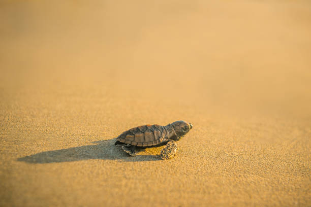Baby leatherback turtle hatchling traveling towards the beach in Trinidad stock photo
