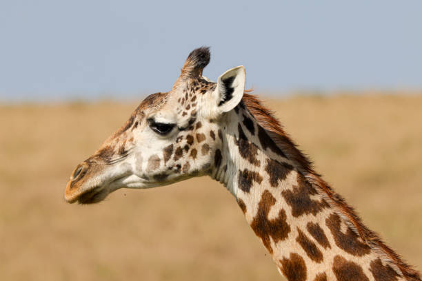 istock portrait picture of a giraffe head 2008259198