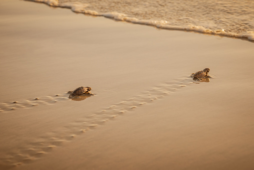 Baby leatherback turtles hatchlings traveling towards the beach in Trinidad and Tobago at sunset