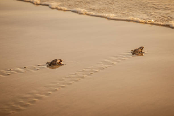 Baby leatherback turtles hatchlings traveling towards the beach in Trinidad stock photo