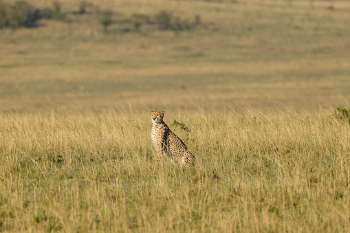 a single cheetah in the savannah of Maasai Mara NP
