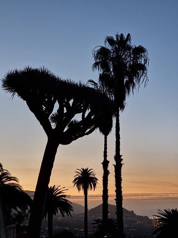 Sunset over Tenerife, Canary Island, with silhouet of dragon tree and palm tree
