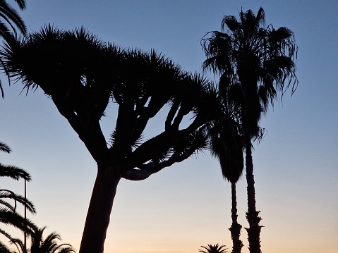 Sunset over Tenerife, Canary Island, with silhouet of dragon tree and palm tree