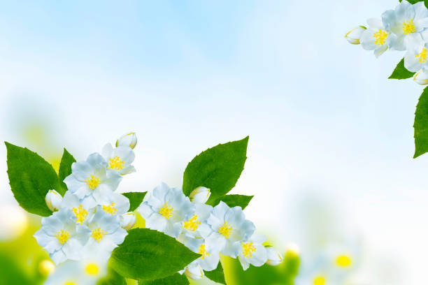 White jasmine. The branch delicate spring flowers. nature