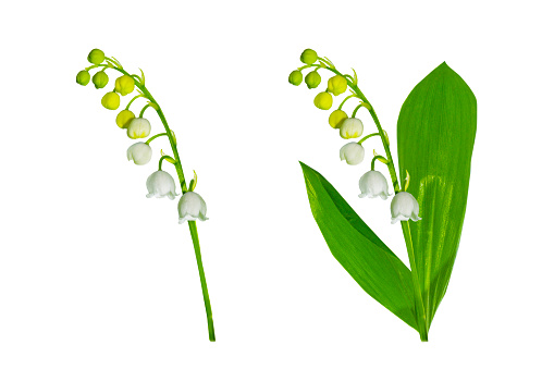 White flowers of lily of the valley. Convallaria majalis, isolated on white background. nature