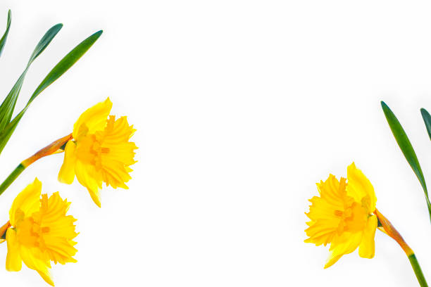Beautiful narcissus flower isolated on white background. Nature.