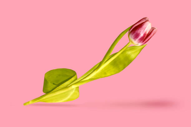 istock bouquet. Beautiful tulip flowers on light background 2008286445