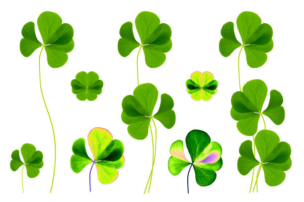 clover in the garden