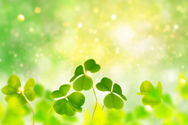 Green clover leaves on a background summer landscape. St.Patrick 's Day