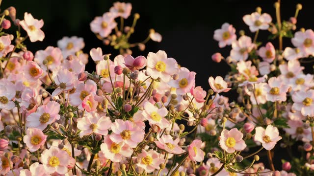Anemone Japonica. Nature background. Pink Japanese Anemone flowers blooming in sunlight outdoors