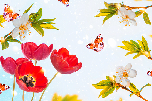 nature. Blossoming branch apple, tulips.  Bright colorful spring flowers. insects butterflies