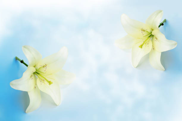 istock Greeting card. Beautiful spring flower white lily closeup on a light background. 2008288377