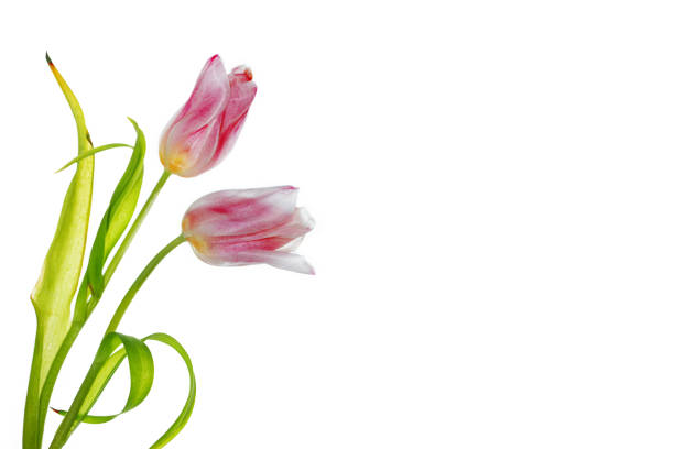 Bouquet. Greeting card. spring flowers tulips isolated on white background. floral collection.