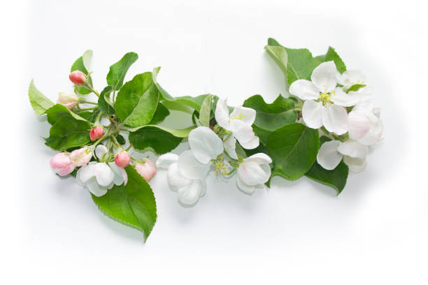 Flowering branch of apple isolated on a white background. nature