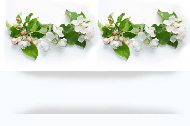 Flowering branch of apple isolated on a white background. nature
