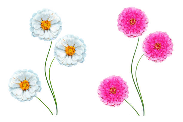 Colorful bright flower zinnia isolated on white background. nature