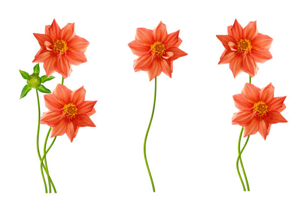 Colorful bright flower dahlia isolated on white background. nature