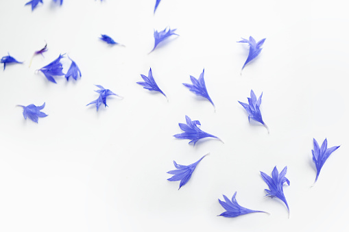 Natural floral background from petals of a cornflower flower. Composition. wildflower