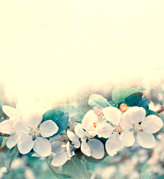 istock Spring landscape. Blossoming branch apple. nature 2008291878