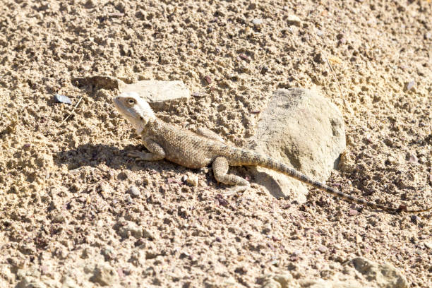 Steppe agama close up, Mangystau desert, Kazakhstan