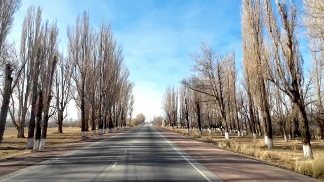 Free road along poplar trees