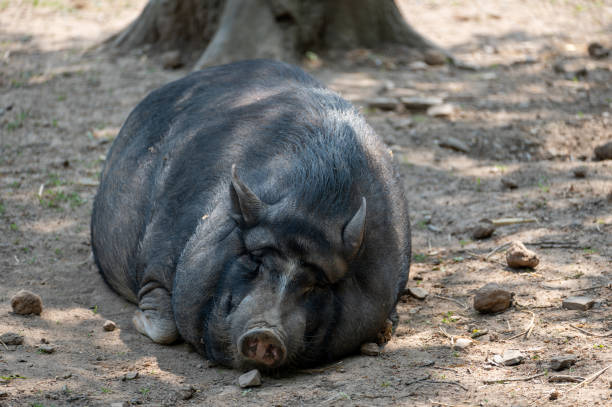 istock A wild boar lies in the sun 2008316973