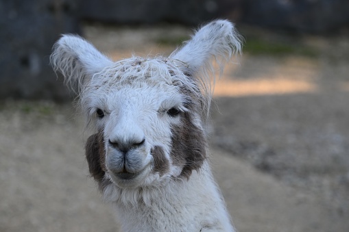 Close-up of Alpaca smiling against white background