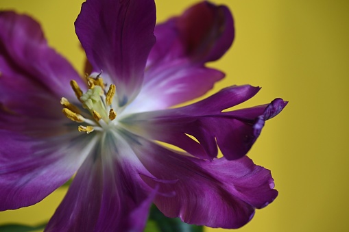 beautiful purple flower in the garden blurred closeup