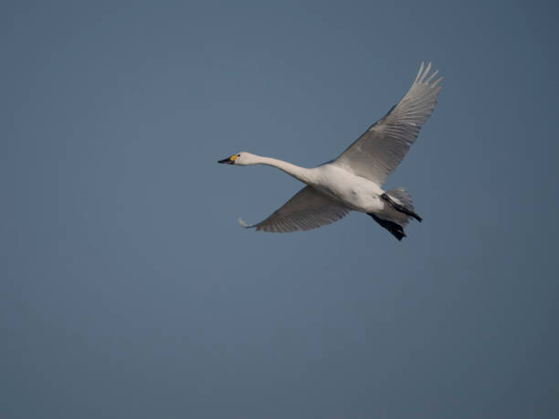 istock Bewicks swan, Cygnus columbianus bewickii, 2008321700