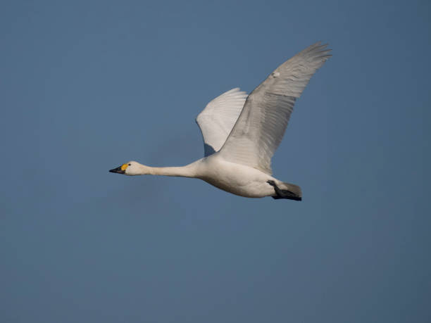 istock Bewicks swan, Cygnus columbianus bewickii, 2008321703