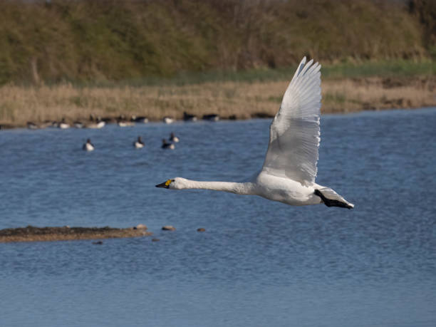istock Bewicks swan, Cygnus columbianus bewickii, 2008321712