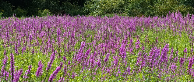Purple flowers in a field during summer