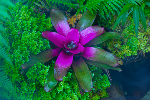 Bromeliad in dark tropical rain forest garden with the morning mist