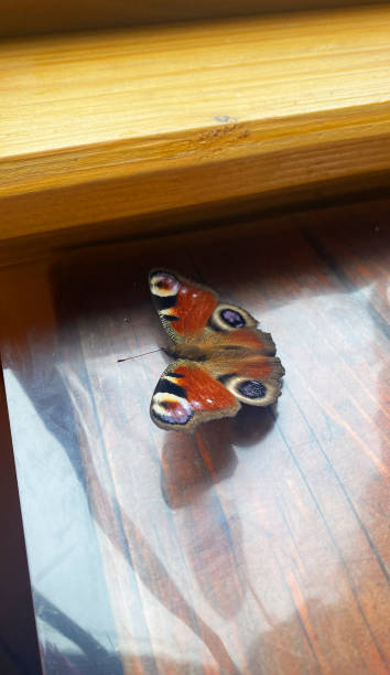istock beautiful butterfly with red wings 2008347610