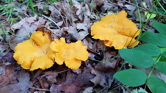 Bright yellow Cantharellus cibarius mushrooms grow in abundance in autumn in Latvian forests.