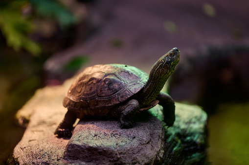 A Yellow-spotted river turtle standing on a rock with head raised high in a rainforest environment