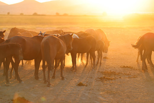 White Orlov trotter horse in rye, golden sunset